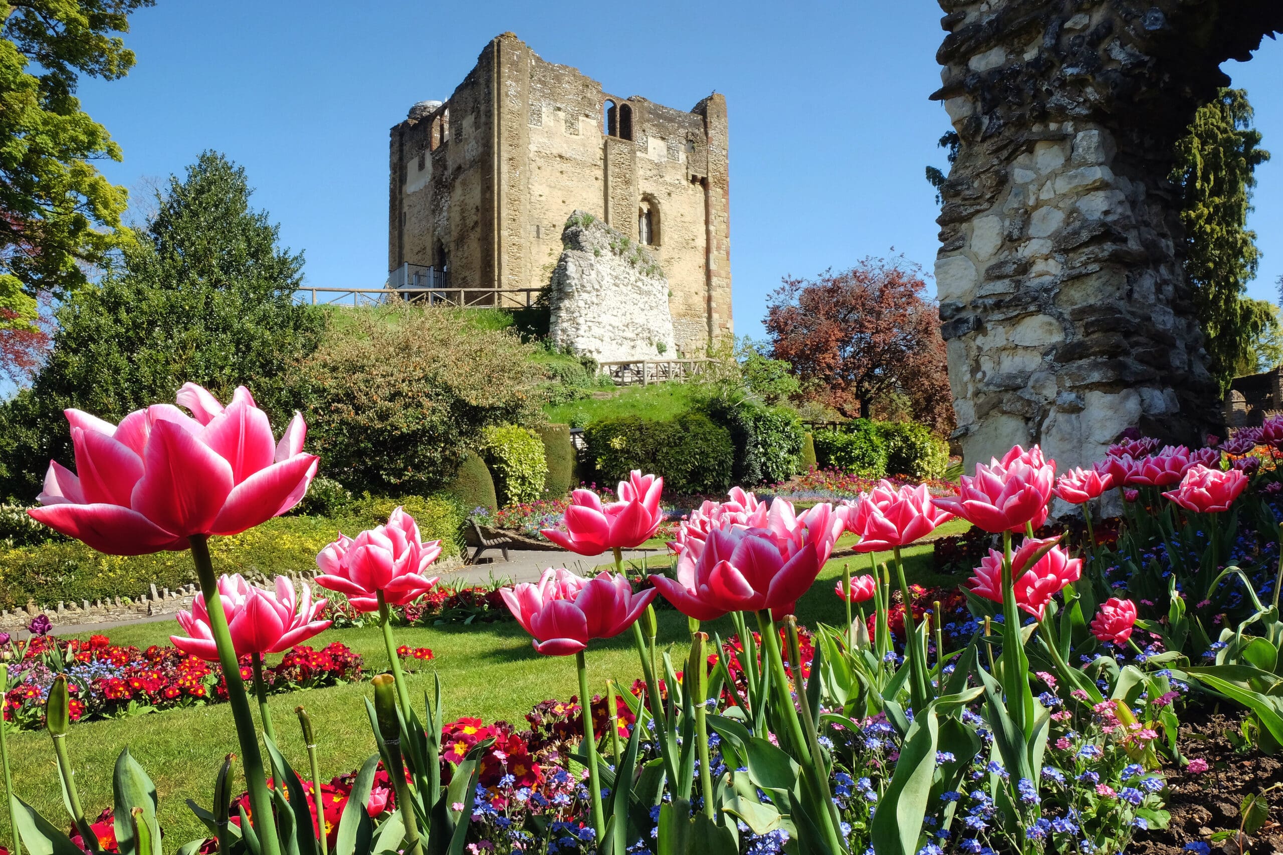 Pink tulips and colorful flowers bloom in a garden in front of an old stone castle ruin under a clear blue sky, with green bushes and trees surrounding the scene.